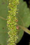 Smallspike false nettle